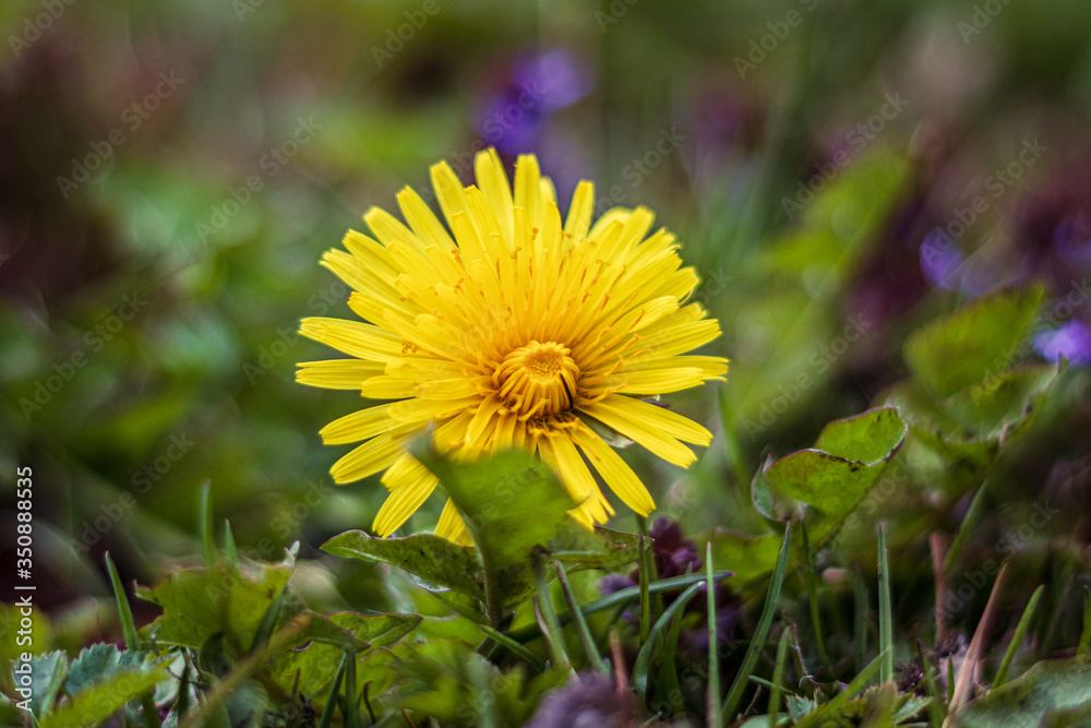 yellow dandelions in the grass yellow dandelions in the grass