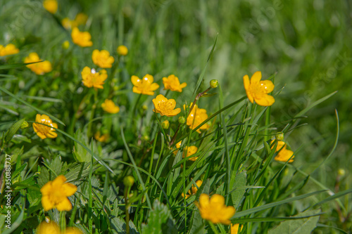 Golden buttercup flowers in grass in springtime, close up © Krzysztof