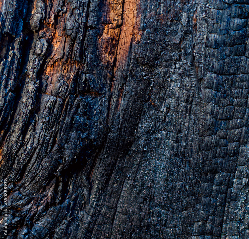 Black charred tree texture. Tree bark after a forest fire Black charred tree texture. Tree bark after a forest fire