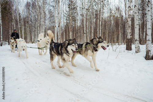 Dog sled racing. Husky harnessed to a sled run through the winter forest