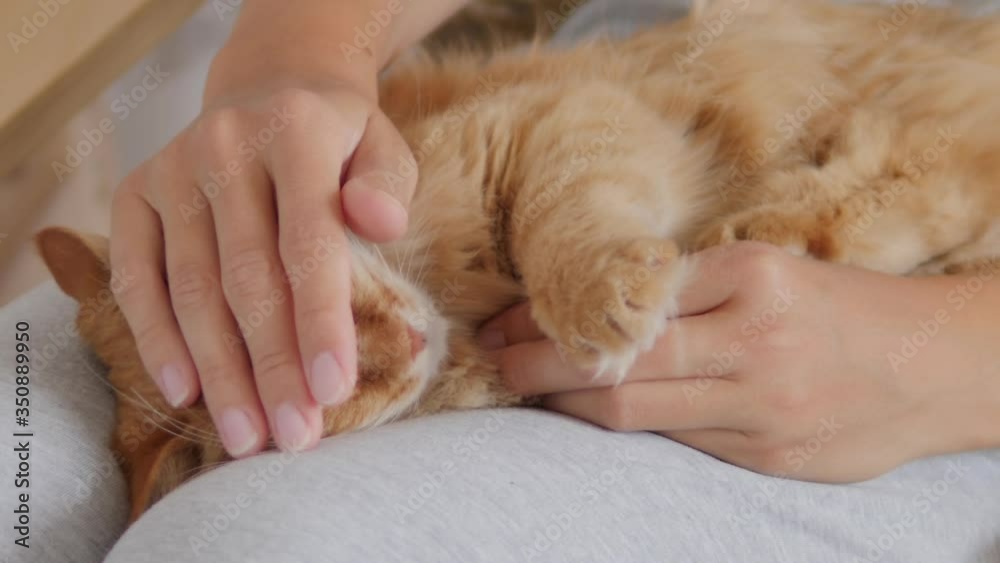 Woman is stroking cute ginger cat on her knees. Fluffy pet purring with pleasure. Cozy home. Woman is stroking cute ginger cat on her knees. Fluffy pet purring with pleasure. Cozy home.