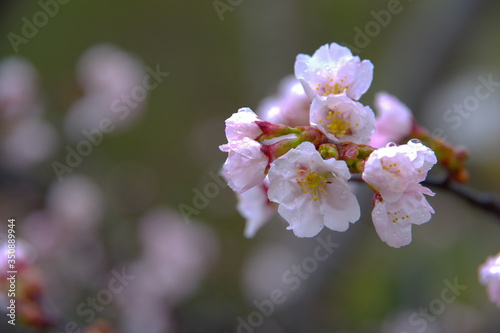 鮮やかな春の桜の花