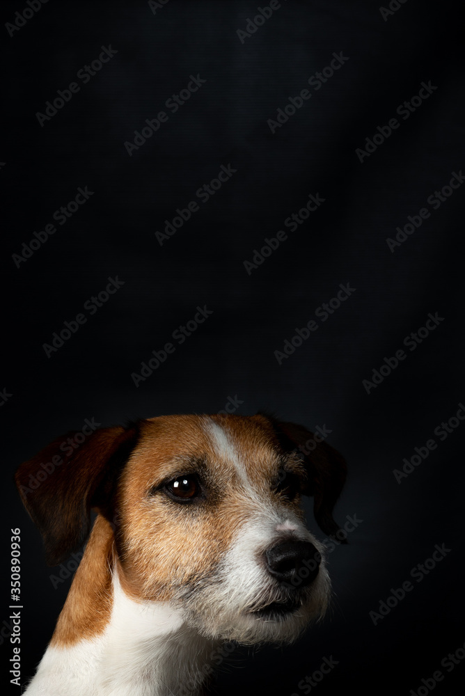 fotografia pet - Cachorro fotografia pet - Cachorro