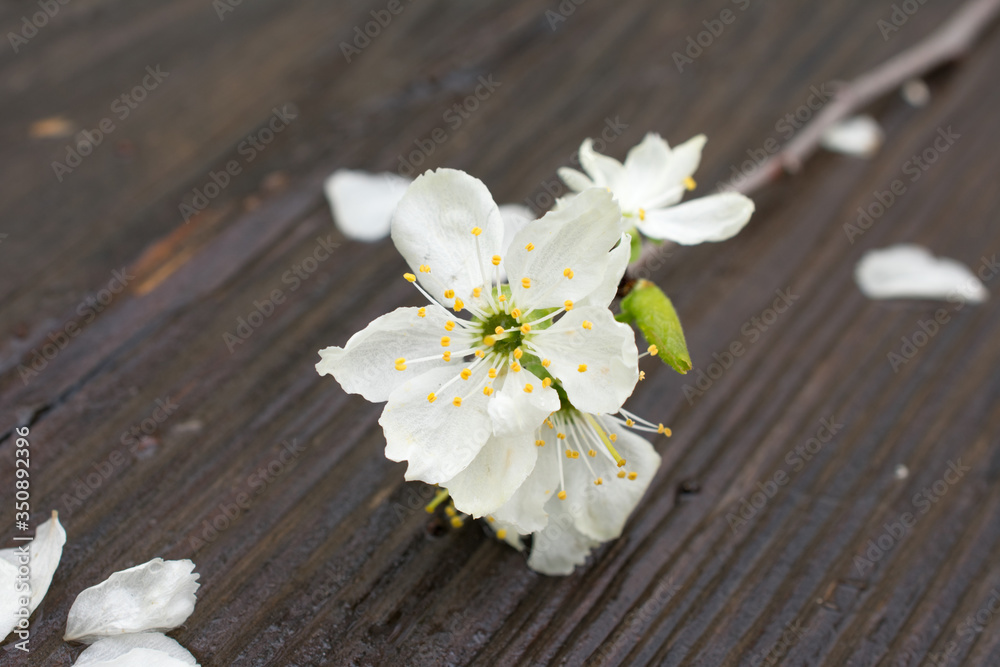 Fototapeta premium cherry blossom on wooden background