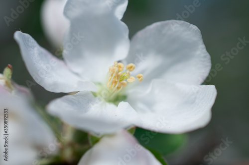 apple tree flower © Альбина Ипатова