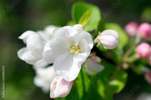 close up of a white lilac