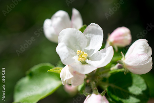 apple tree flower