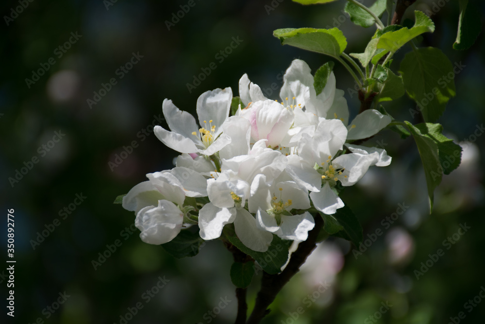 Fototapeta premium apple tree blossom