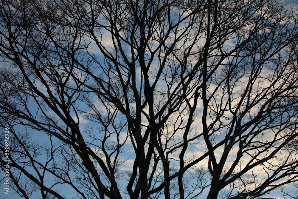silhouette of a tree in the sky silhouette of a tree in the sky