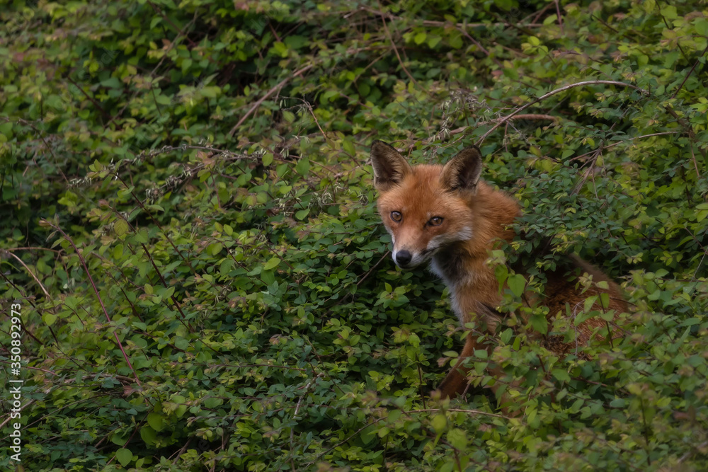 young red fox in foliage