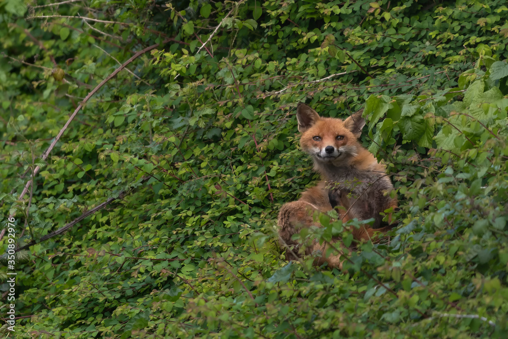 Naklejka premium young red fox in foliage