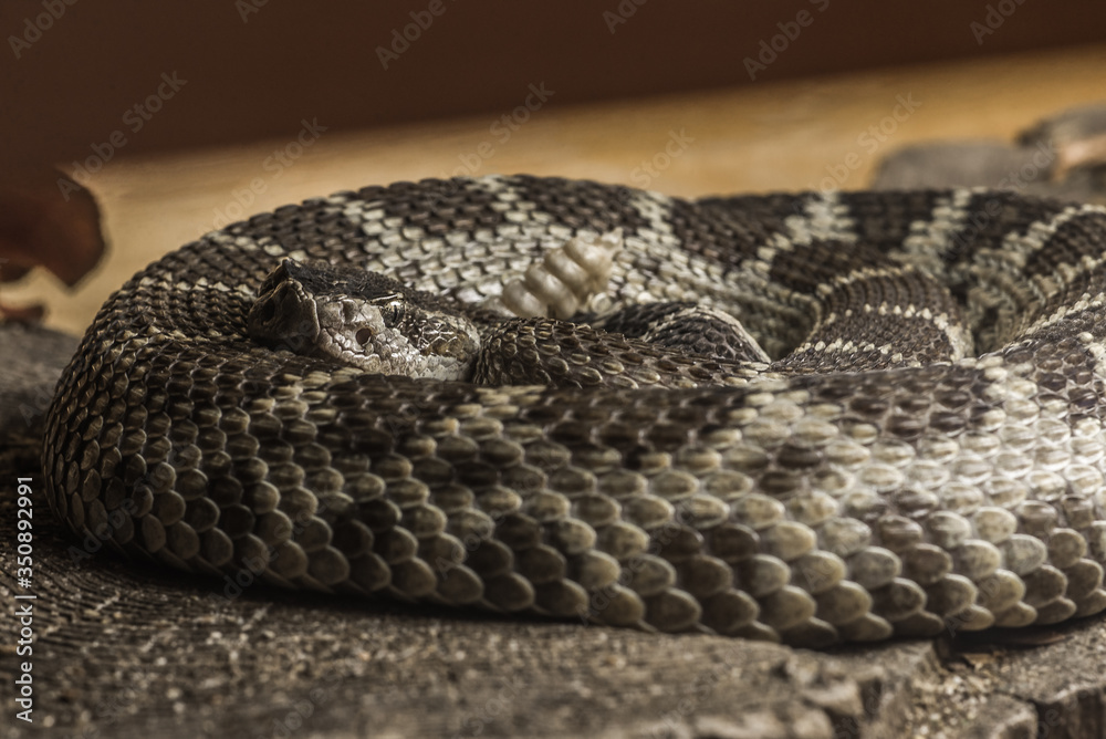 Closeup of coiling Western diamondback rattlesnake Closeup of coiling Western diamondback rattlesnake