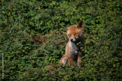 young red fox in foliage