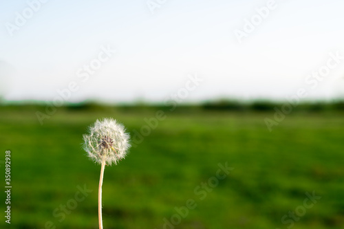Dandelion in the spring meadow