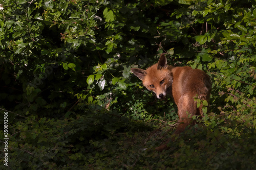 young red fox in foliage