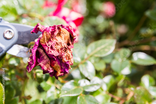 Mature woman hand using shears to cut wilted red rose flower photo