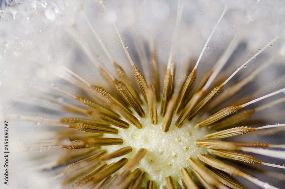 Fototapeta premium water drops on dandelion 