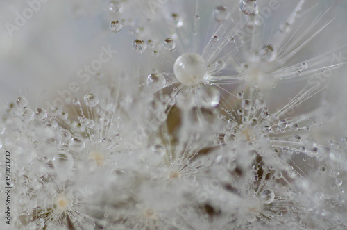 water drops on dandelion 