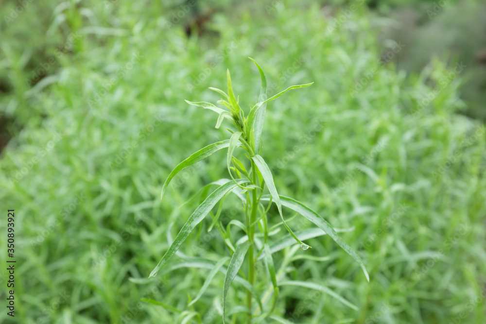 Artemisia dracunculus (Lamiaceae), outdoor plants 2020 Artemisia dracunculus (Lamiaceae), outdoor plants 2020