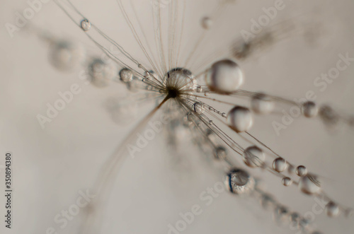 water drops on dandelion seed