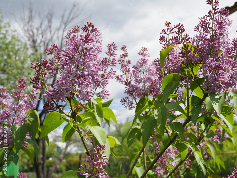 Fragrant lilac bush in the spring garden