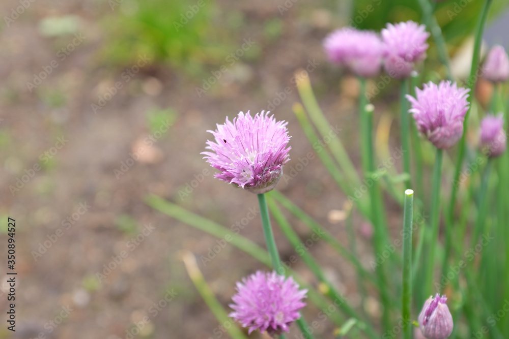 Allium schoenoprasum (var. forescate), outdoor plants 2020