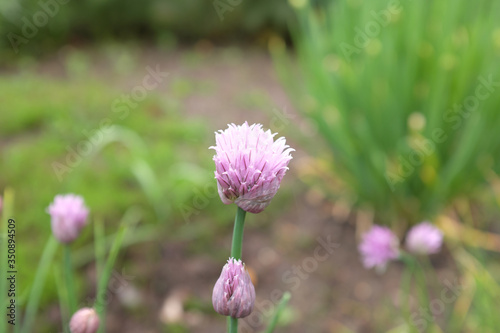 Allium schoenoprasum (var. forescate), outdoor plants 2020