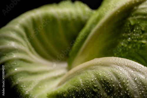 close up view of wet green cabbage leaf isolated on black