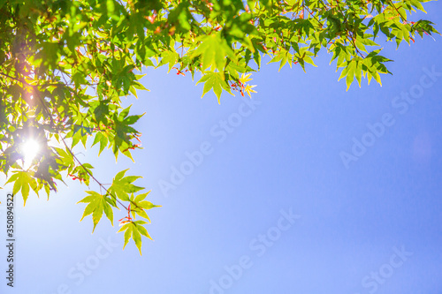 Summer background, blue sky and green leaves.