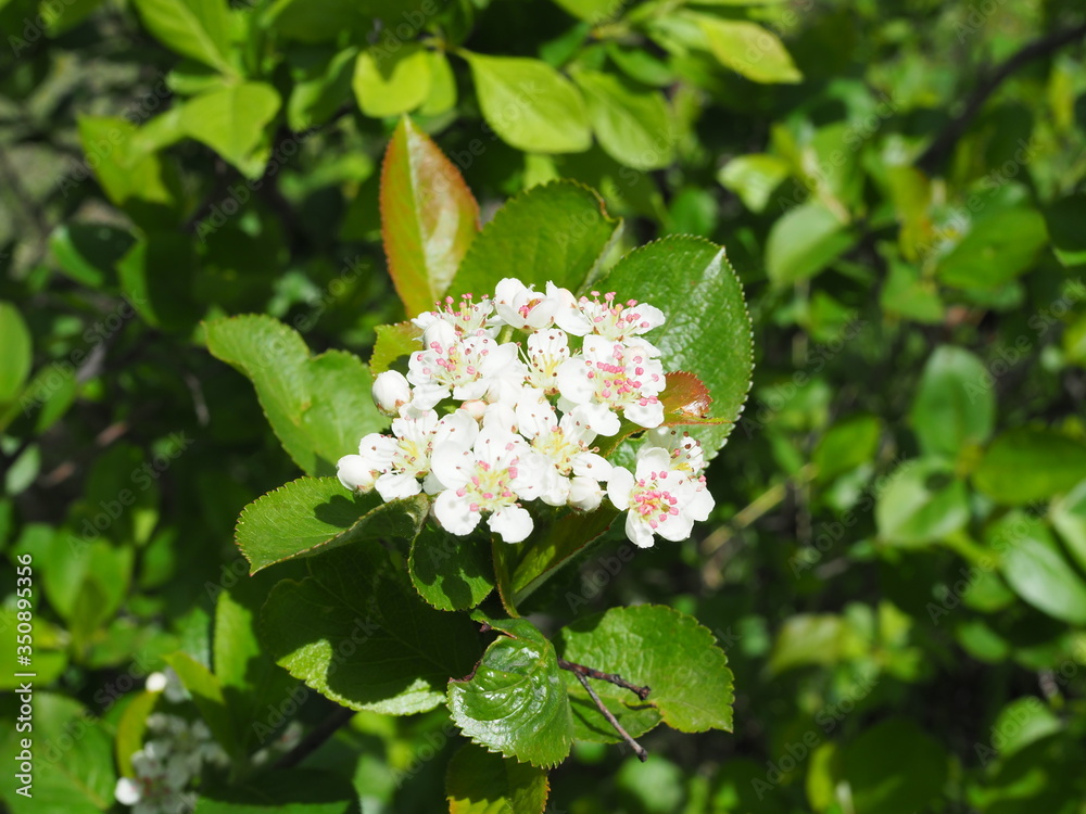 flowers of black-fruited mountain ash with leaves. flowers of black-fruited mountain ash with leaves.
