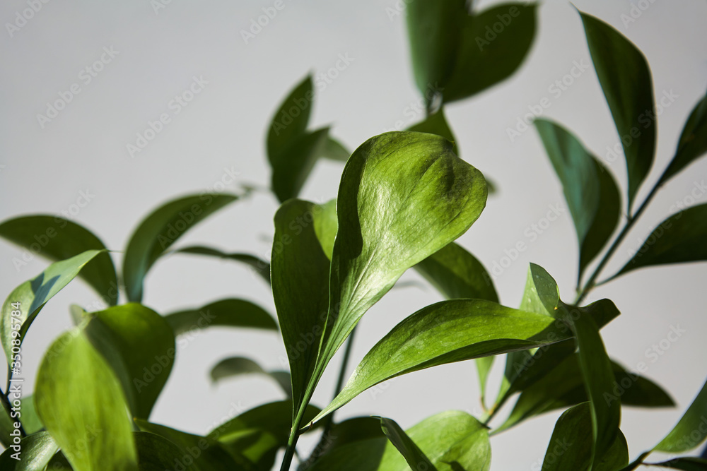 selective focus of green and fresh leaves selective focus of green and fresh leaves