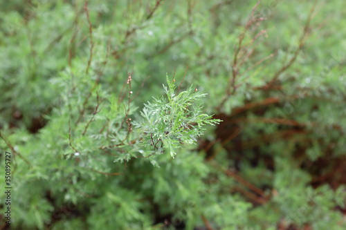 Artemisia abrotanum (Asteraceae), outdoor plants 2020