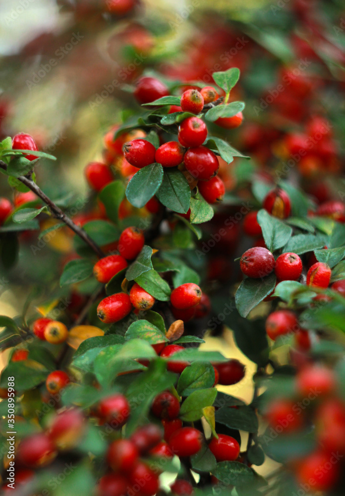 red berries in autumn
