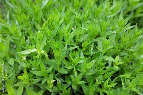 Gratiola officinalis (Plantaginaceae), outdoor plants 2020