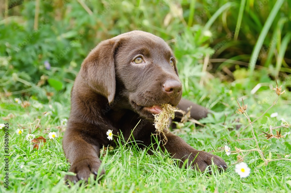 portrait of chocolate labrador puppy portrait of chocolate labrador puppy