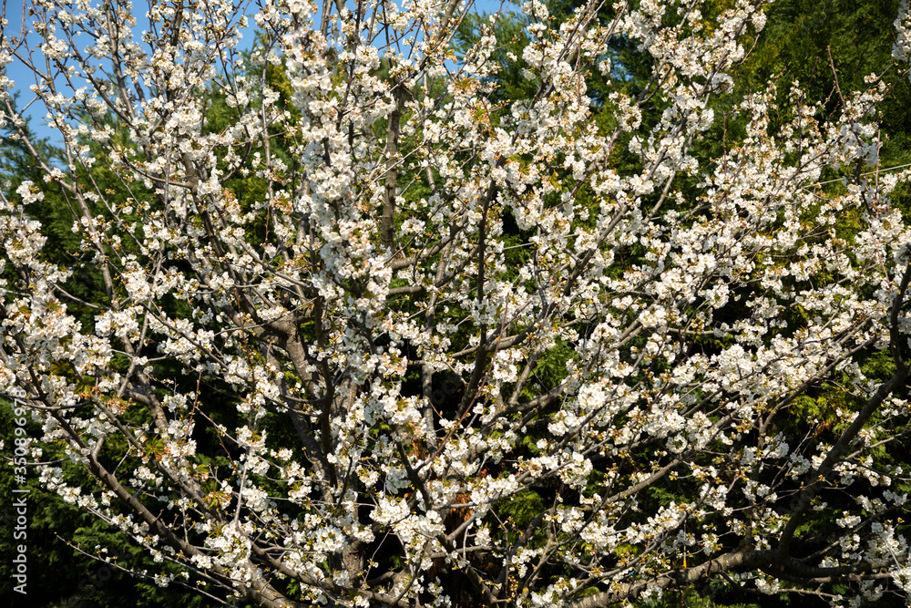 blooming tree in spring with blue sky blooming tree in spring with blue sky