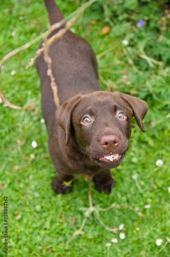 portrait of chocolate labrador puppy portrait of chocolate labrador puppy
