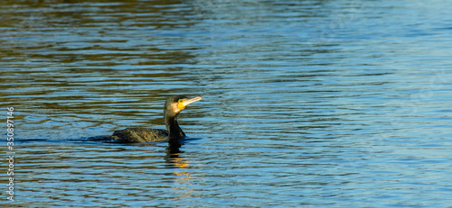 A great cormorant (Phalacrocorax carbo) in the water, swimming. photo