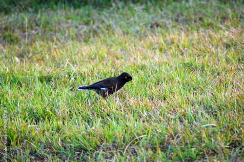 A myna bird on a grass field