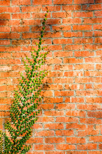 A brick wall with a plant climbing
