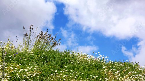 Valokuva English summer meadow