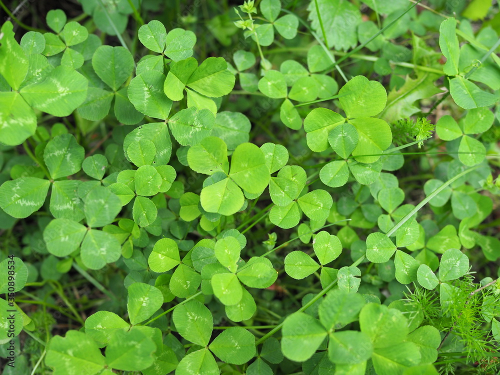Crenatae Water-clover's fresh bright green leaves Marsilea minuta Crenatae Water-clover's fresh bright green leaves Marsilea minuta