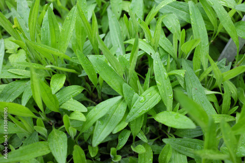 Arnica chamissonis (ssp. foliosa), outdoor plants 2020
