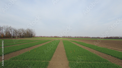 green agricultural fields and mown dividing paths