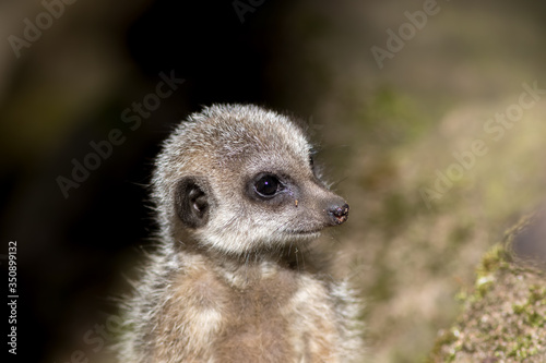 Cute looking baby animal. Juvenile meerkat face.
