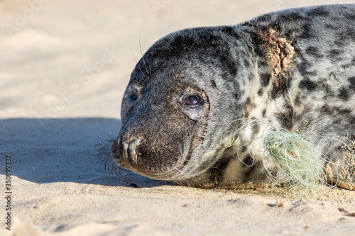 Animal suffering. Plastic beach and marine pollution. Seal caught with fishing net line around its neck.