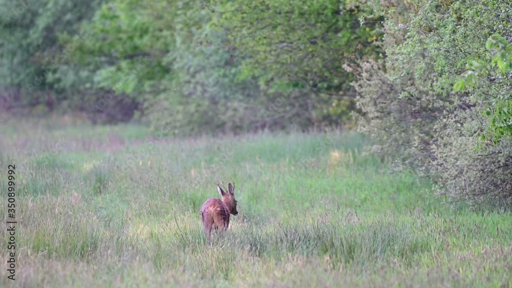 Roe buck grazing on the meadow with a brown hare in the background, spring, (capreolus capreolus), germany Roe buck grazing on the meadow with a brown hare in the background, spring, (capreolus capreolus), germany