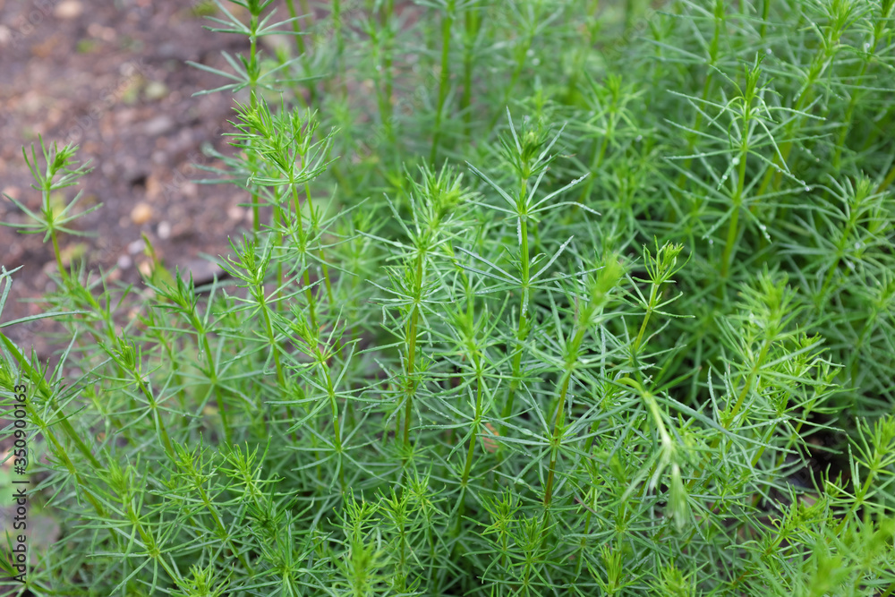 Galium verum (Rubiaceae), outdoor plants 2020 Galium verum (Rubiaceae), outdoor plants 2020