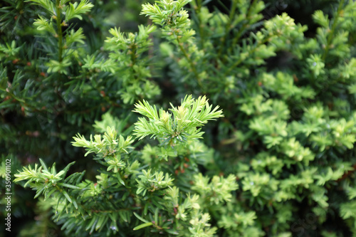 Taxus baccata L. (Common yew), outdoor plants 2020