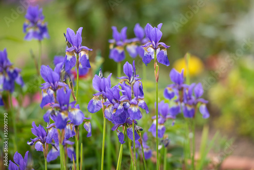 Lila violett gelbe Iris Blüten